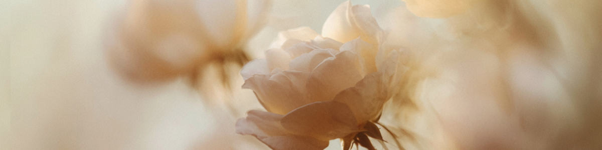 New arrivals Korean skincare brands clean beauty vegan cosmetic makeup