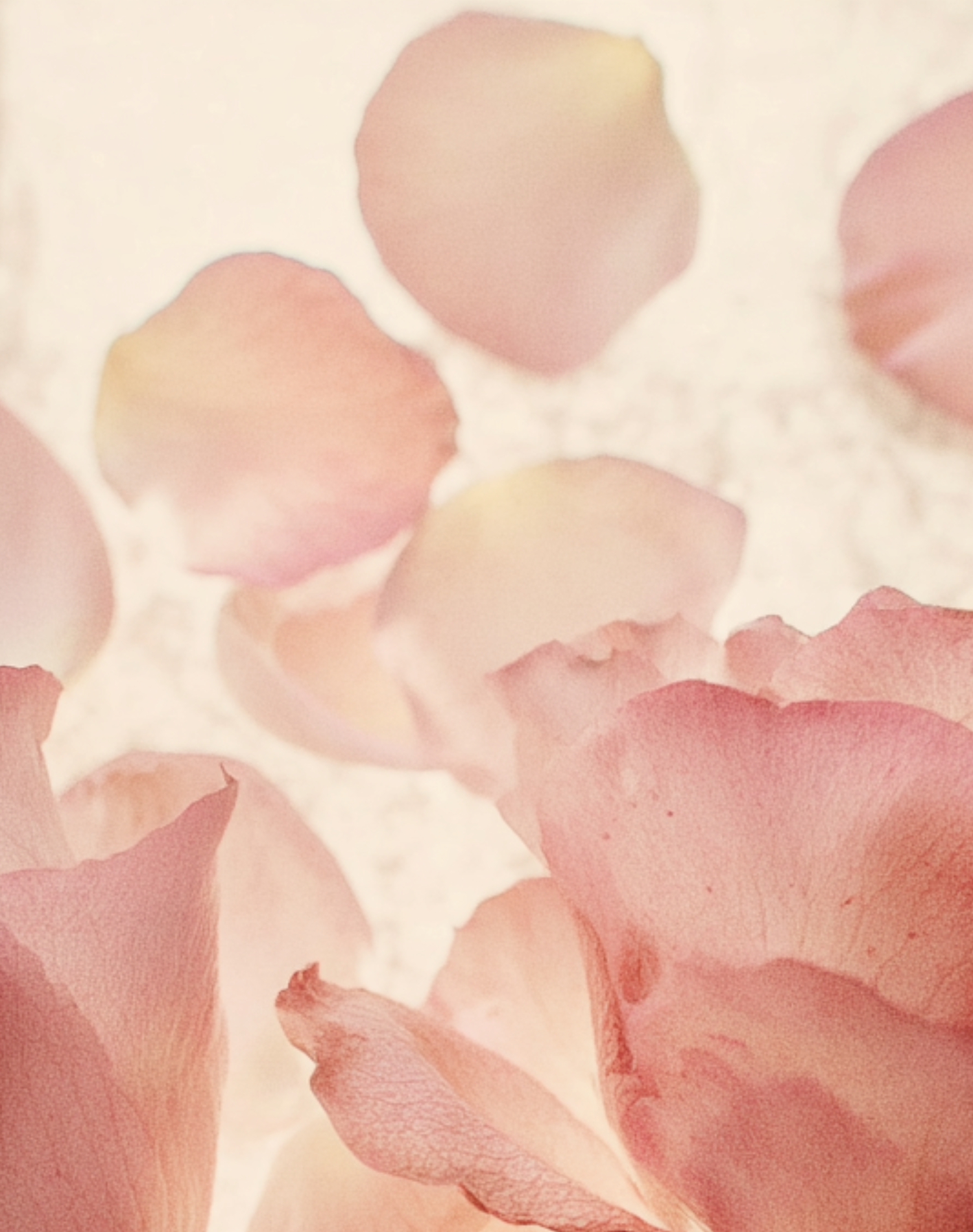 Korean Skincare Aromatica Reviving Rose Infusion Cream Cleanser Damask Rose