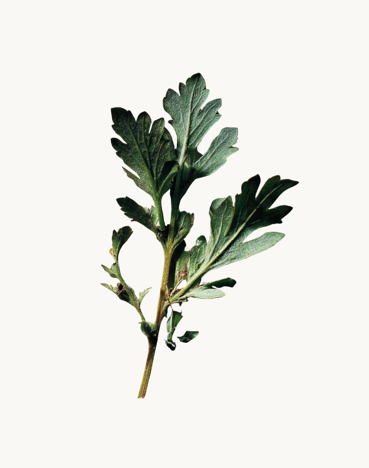 Korean Skincare I’m From Mugwort Sheet Mask Mugwort