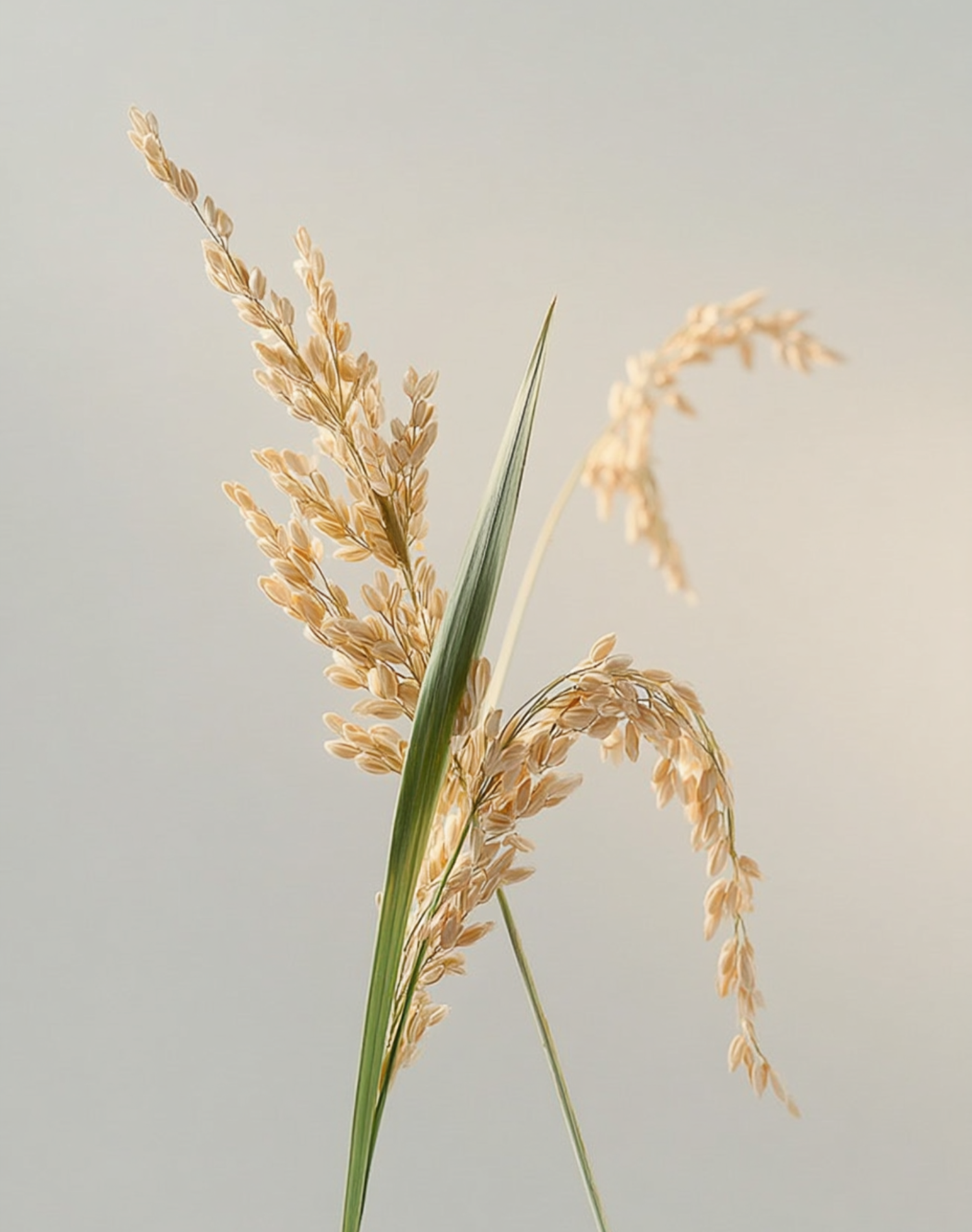 Korean Skincare I’m From Rice Toner Rice