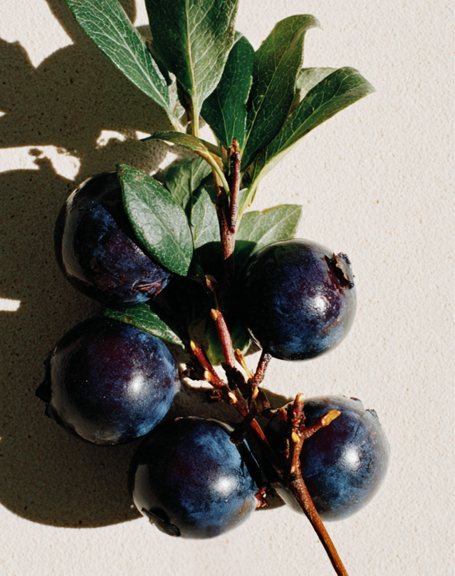 Korean Skincare Neogen Real Fresh Blueberry Foam Cleanser Blueberries