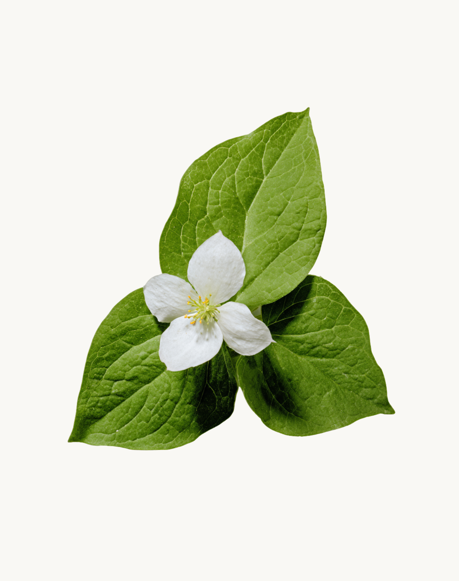 Korean Skincare One Thing Hottuynia Cordata Heartleaf pH Balancing Clarifying Cleanser Heartleaf