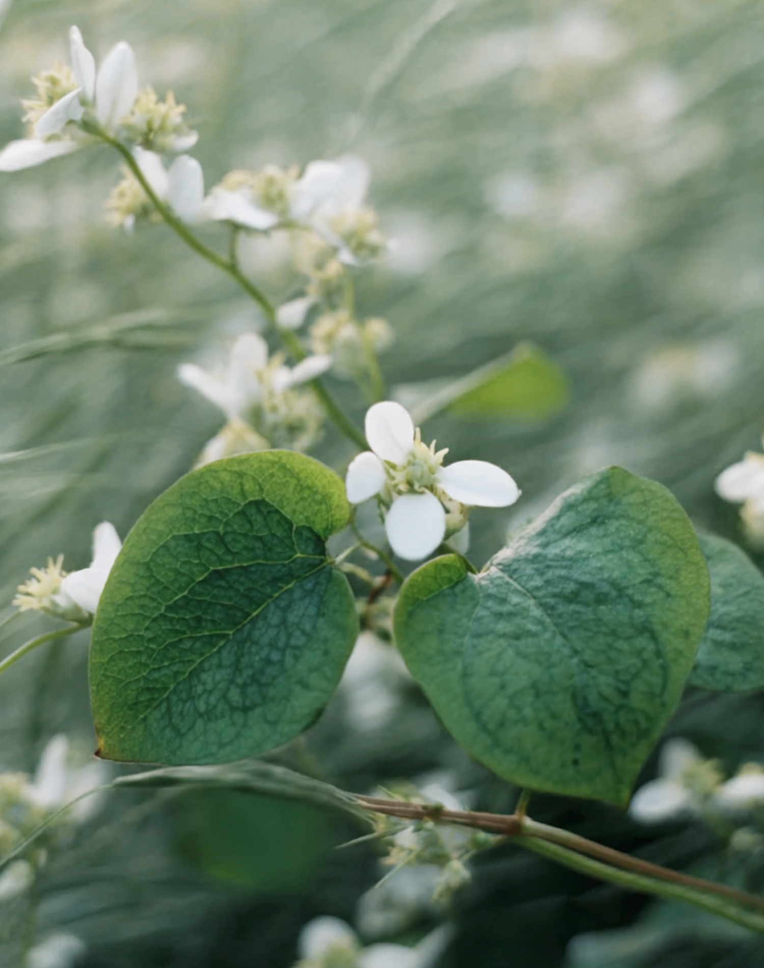 Korean Skincare One Thing Hottuynia Cordata Heartleaf pH Balancing Clarifying Cleanser Photo