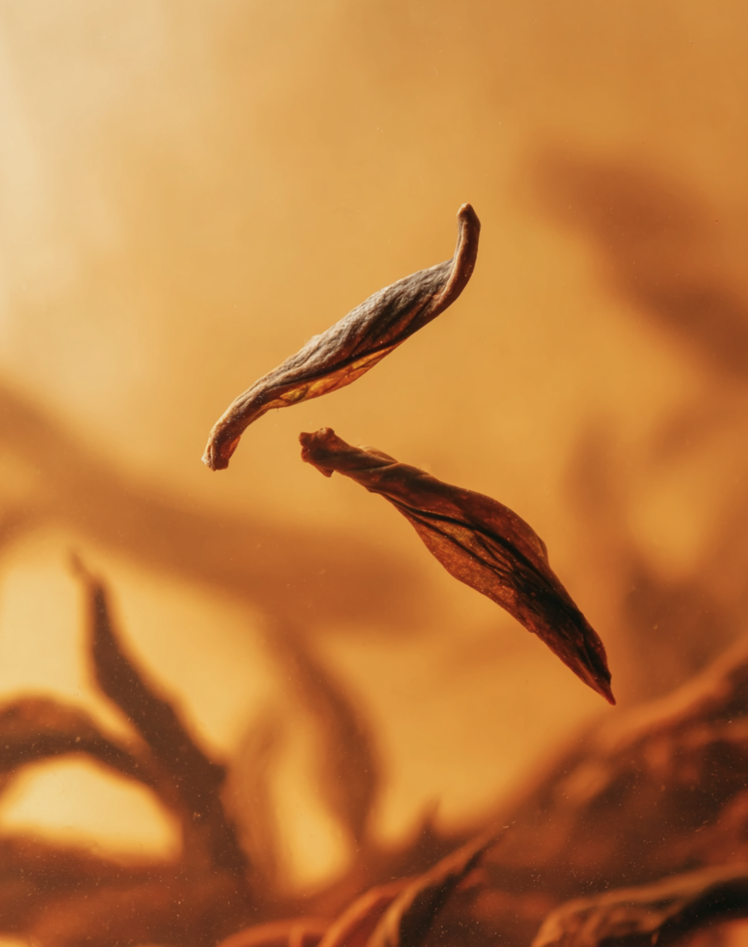 Korean Skincare Pyunkang Yul Black Tea Revitalizing Sheet Mask Kombucha