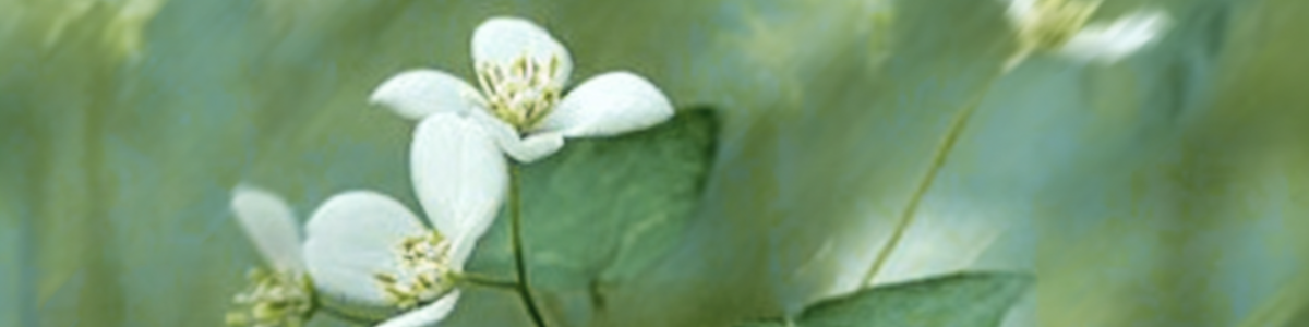 Korean skincare brands clean beauty vegan cosmetic makeup anti-aging fine lines wrinkle care