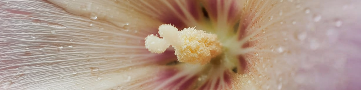 Korean skincare brands clean beauty vegan cosmetic makeup