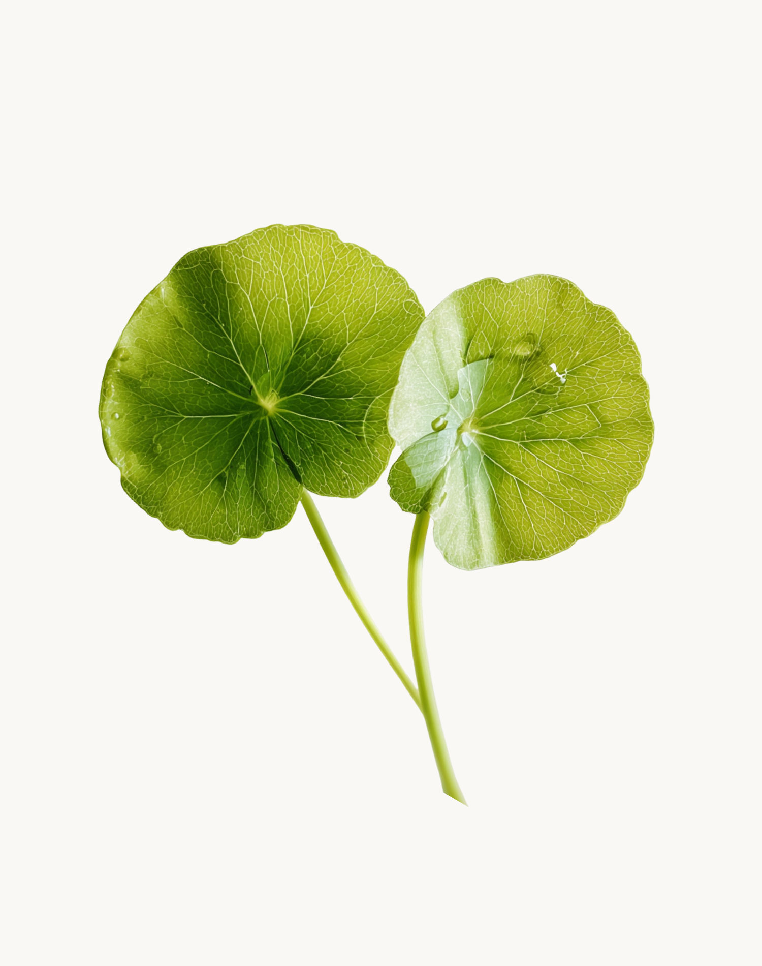 Korean Skincare Centella Asiatica CICA Plant