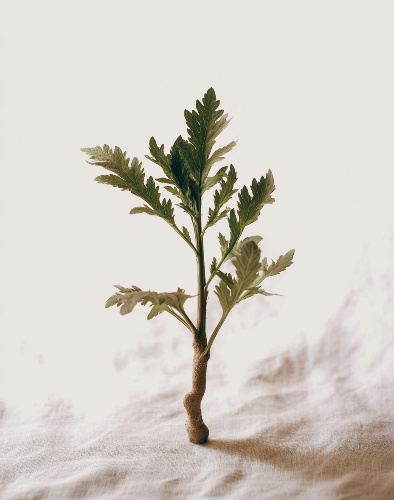 Korean Skincare I’m From Mugwort Sheet Mask Mugwort Photo