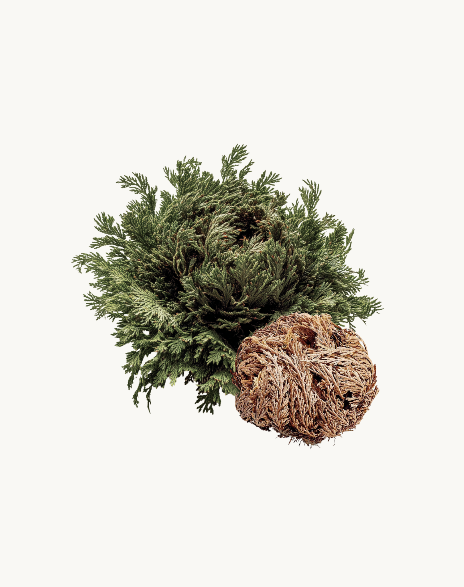 Korean Skincare Jericho Rose Plant