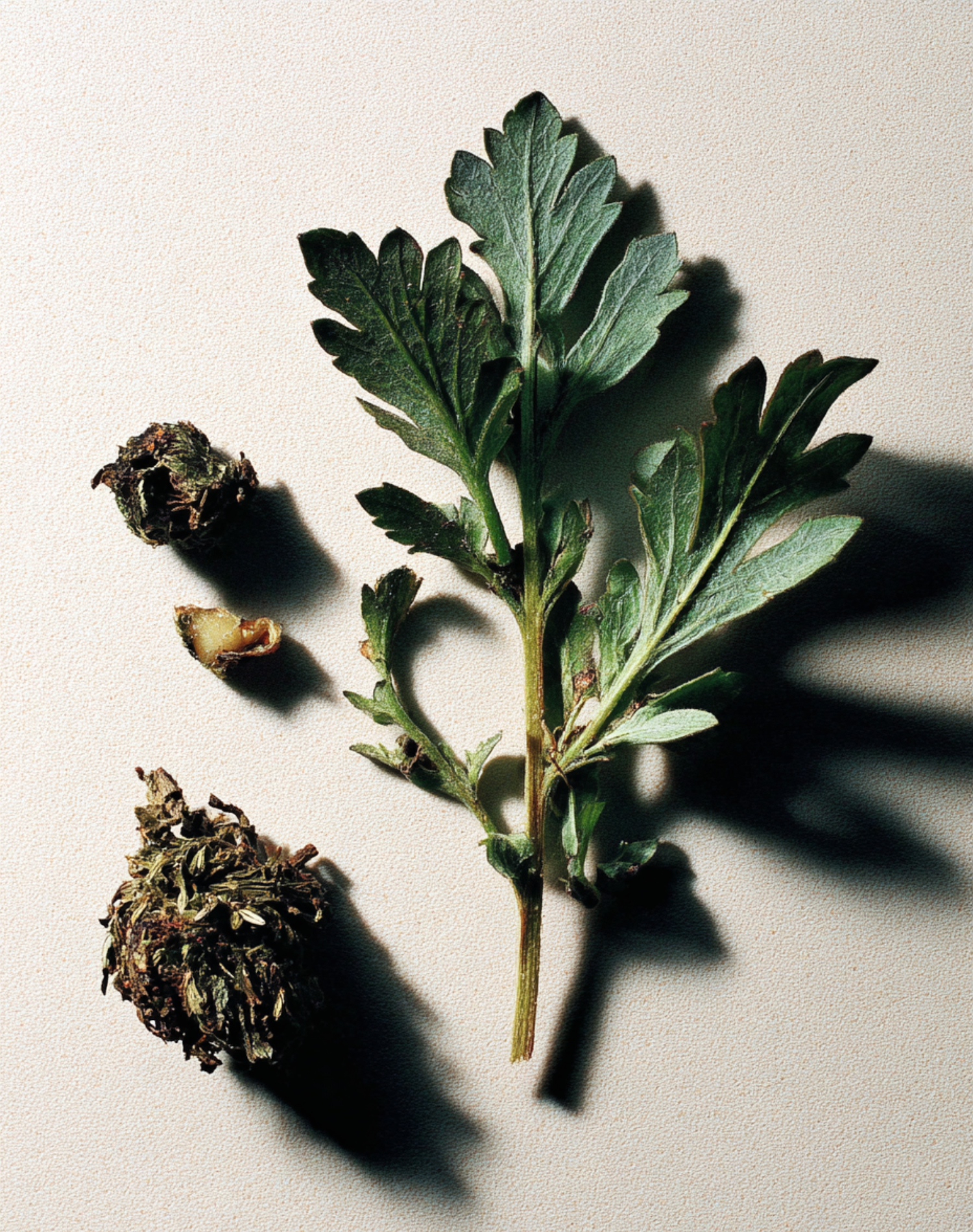 Korean Skincare Neogen Real Fresh Foam Cleanser Mugwort