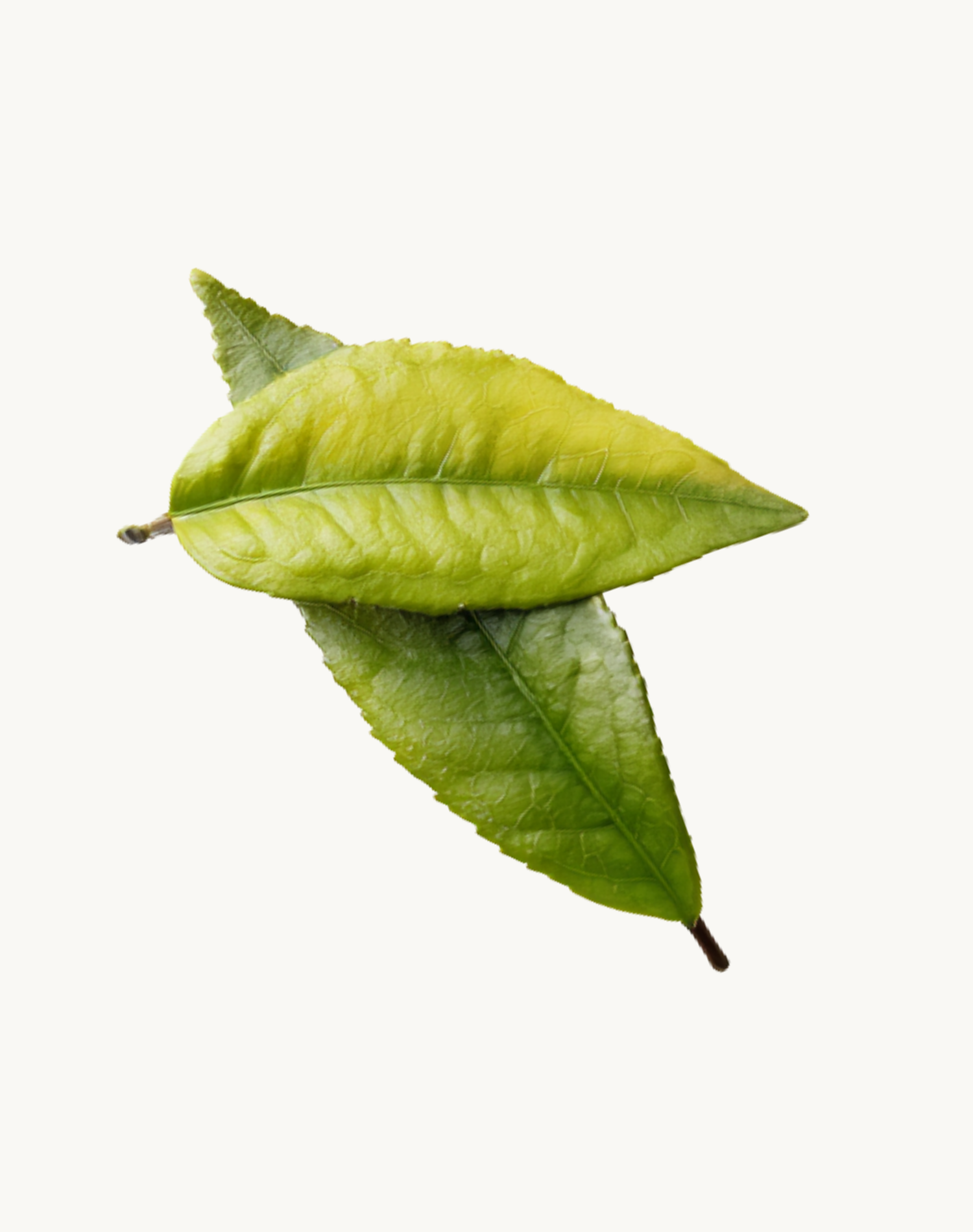 Korean Skincare Neogen Real Fresh Green Tea Foam Cleanser Green Tea Leaves