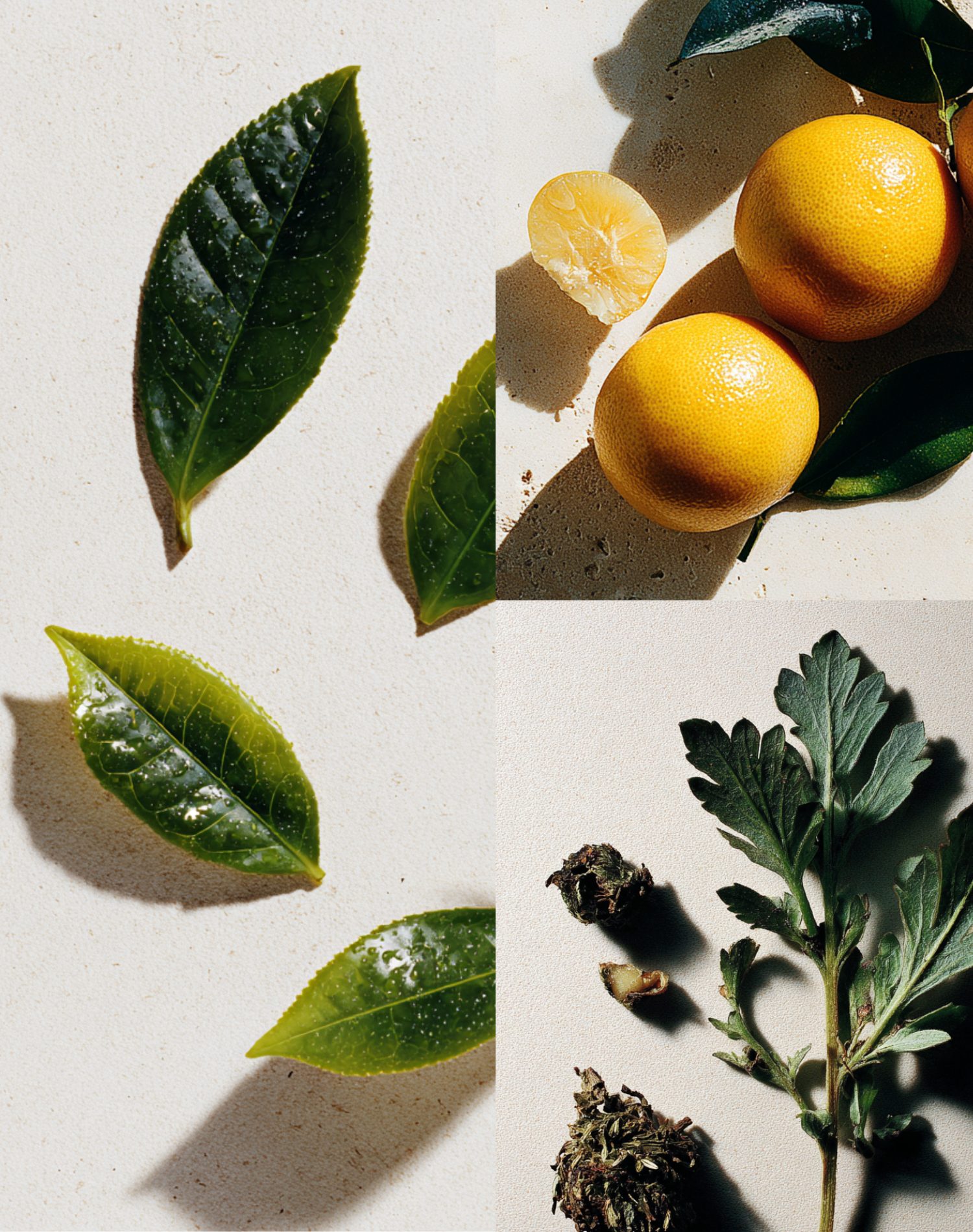 Korean Skincare Neogen Real Fresh Green Tea Foam Cleanser Photo