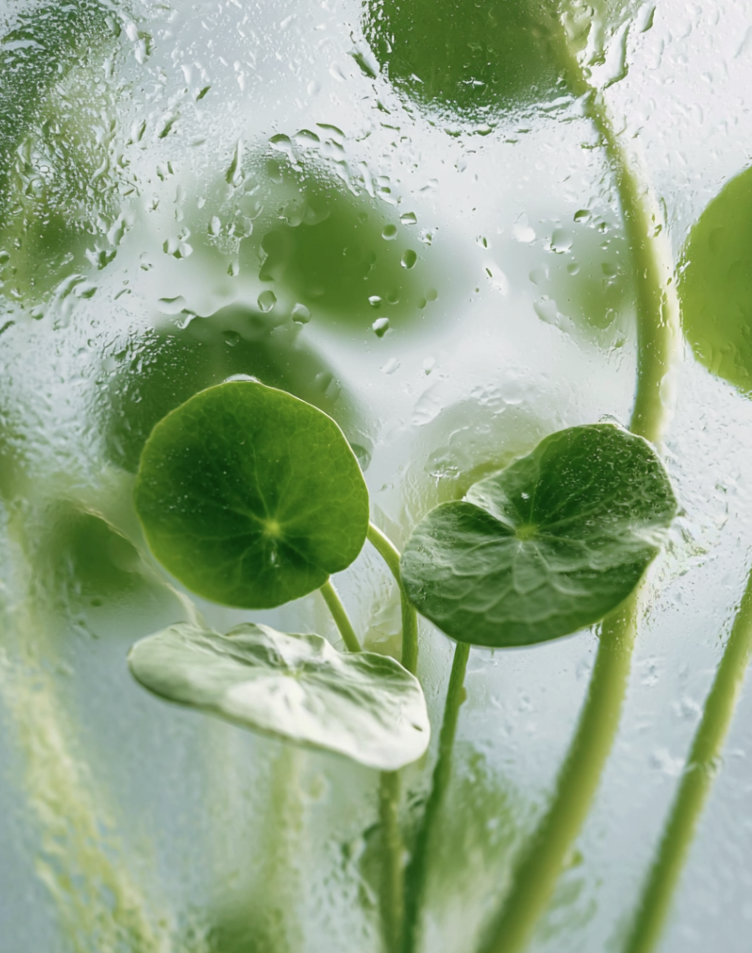 Korean_Skincare_One_Thing_Centella_Asiatica_CICA_Plant_Photo2