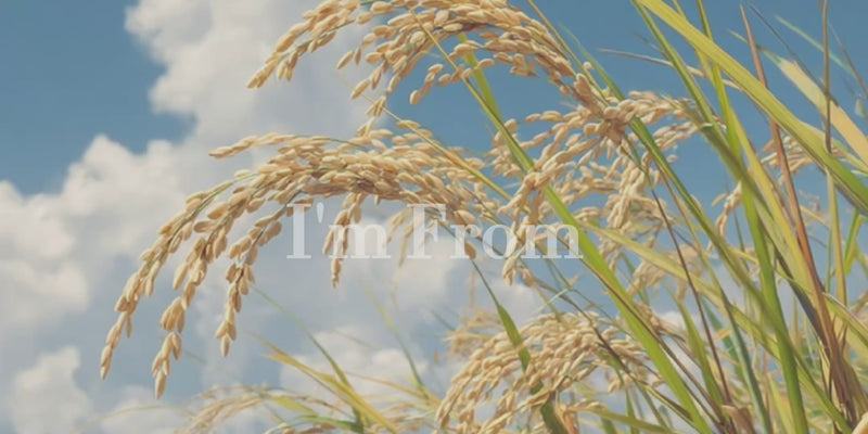 Korean Skincare I'm From Video